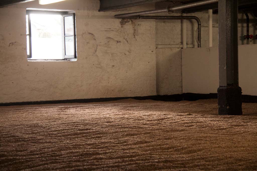 Malted barley spread over malting room floor in whisky distillery