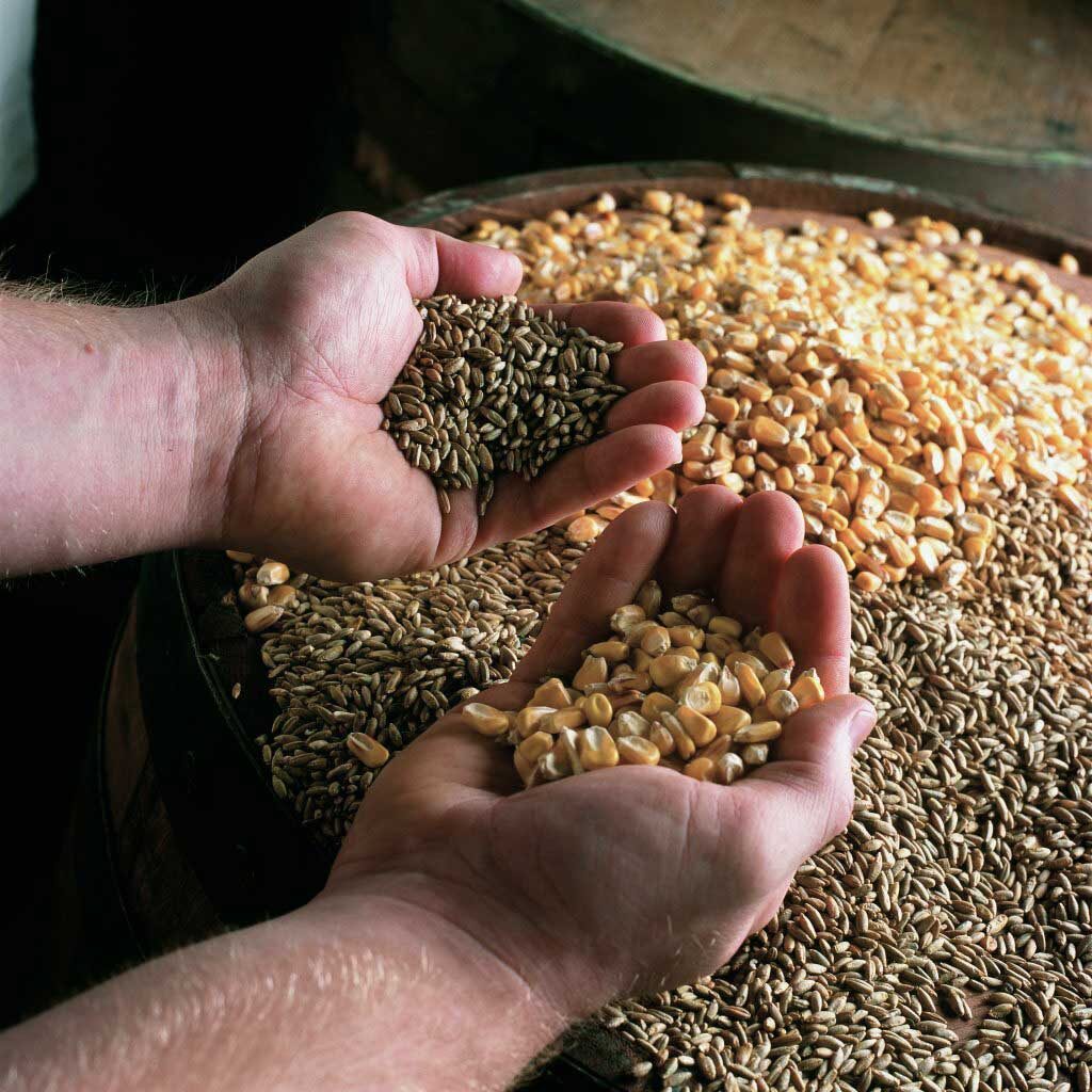 Person holding corn rye and barley grains in their hands on top of whisky barrel lid