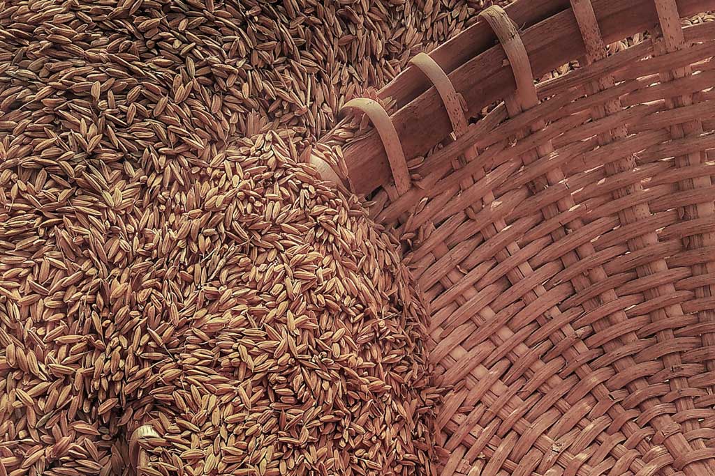 Wicker basket being filled with rye grains
