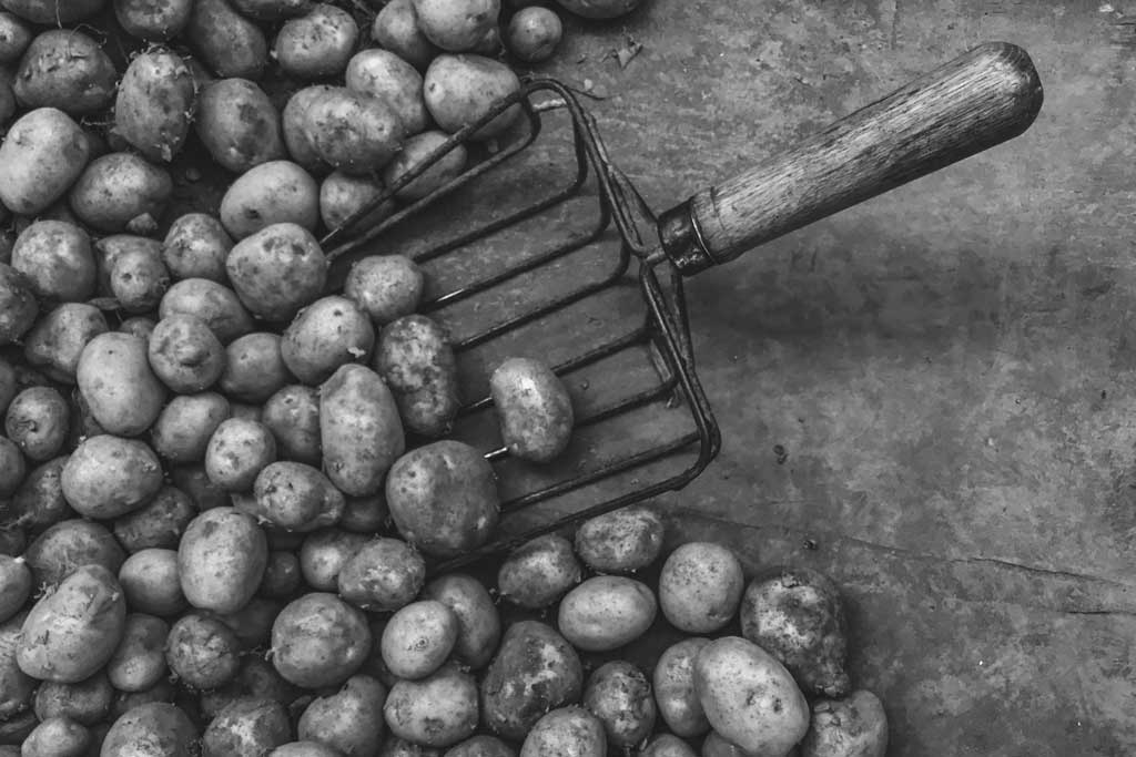 Aerial view of potatoes on the ground beside forked shovel