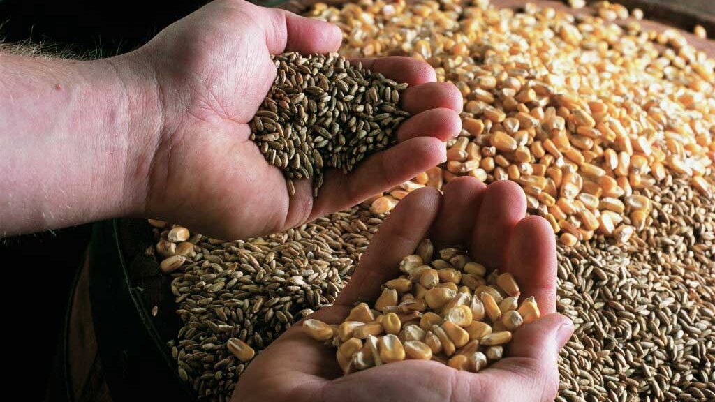 Person holding corn rye and barley grains in their hands on top of whisky barrel lid
