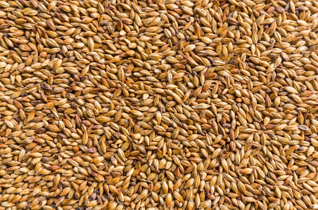 Barley Selection